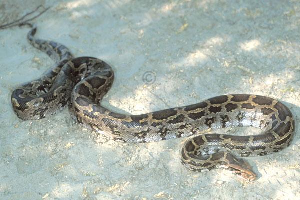 Indian Python Underwater Mark O'Shea - The Official Website