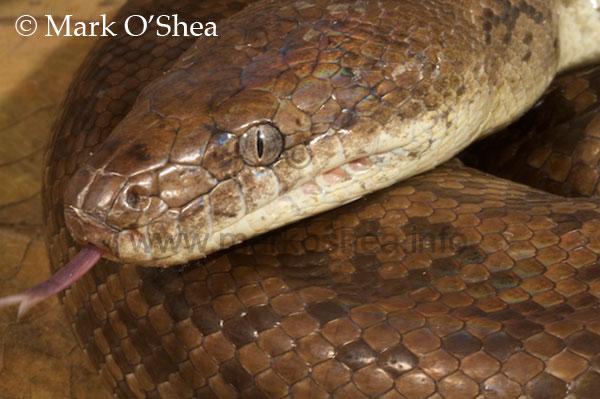Mark O'Shea - The Official Website